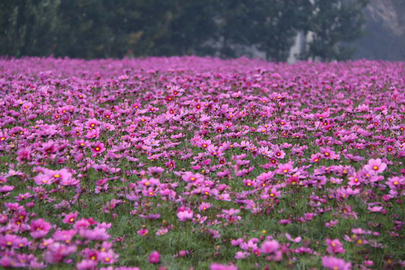 萬畝花海