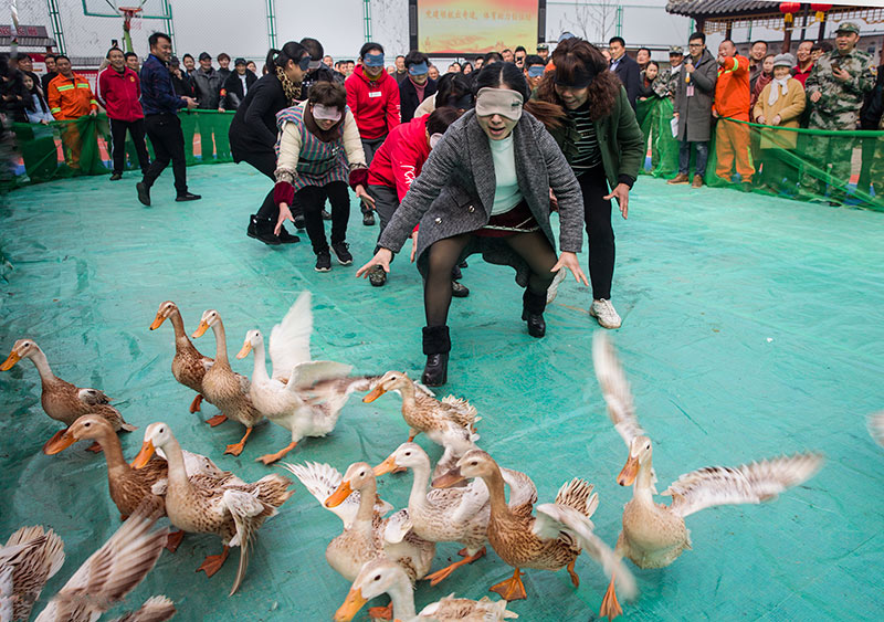 碗窯鄉鳳凰村抓鴨子比賽 許真攝